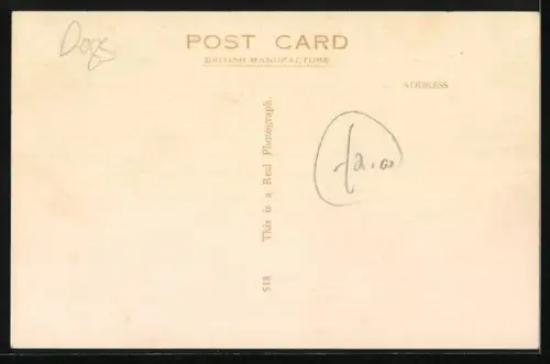 AK Waiting for a romp, Terrier