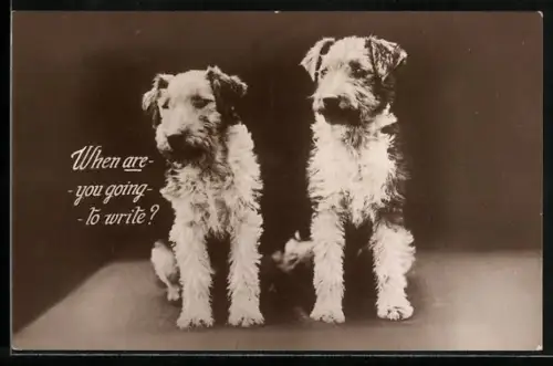 AK Zwei Terrier mit aufforderndem Blick
