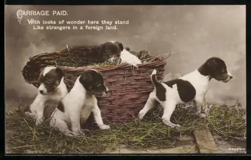 AK Carriage Paid, Hundewelpen mit Korb
