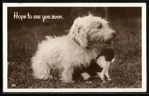 AK Terrier und Katze im Gras