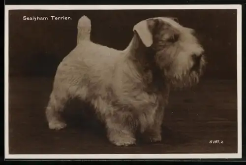 AK Sealyham Terrier, Cross between Dandie Dinmont and Wire-Haired Fox Terrier