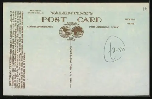 AK Sealyham Terrier, Cross between Dandie Dinmont and Wire-Haired Fox Terrier