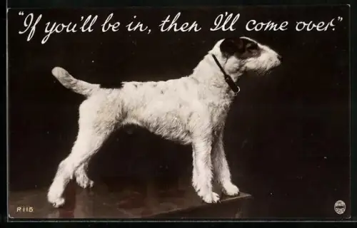 AK If you`ll be in, then I`ll come over, Terrier