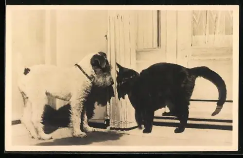 AK Junger Terrier begegnet einer Katze