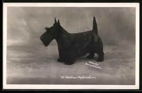 AK Schwarzer Scotchterrier, Portrait