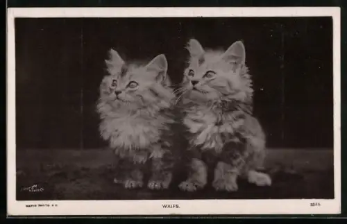 AK Waifs, Zwei kleine Katzen