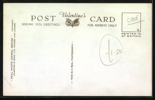 AK Katzenmutter mit zwei Jungen