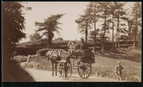 Fotografie Pferdekarren mit Fahrer und Hund