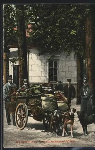 AK s` Gravenhage, Ingang Haagschebosch