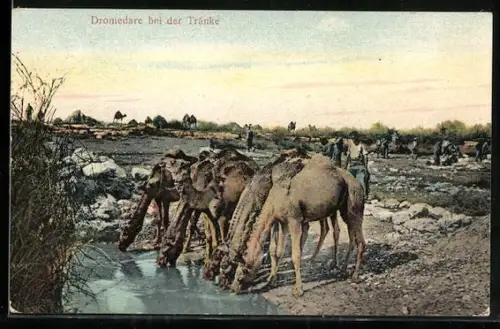 AK Dromedare bei der Tränke