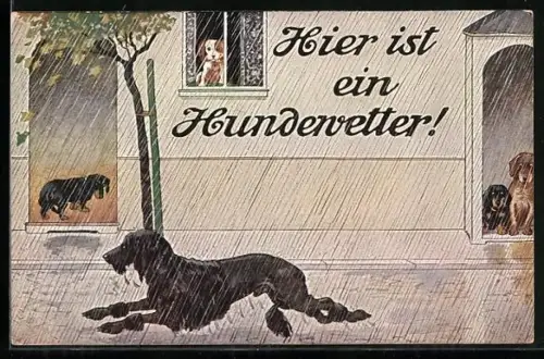 AK Pudel rennt im Regen durch eine Strasse