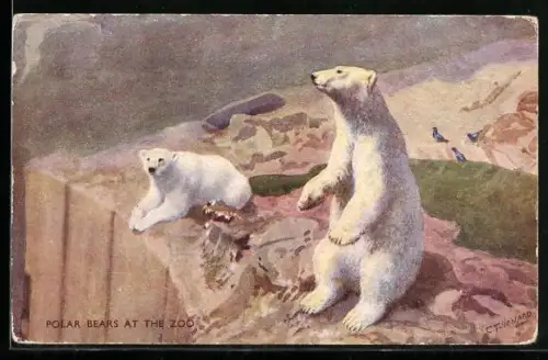 Künstler-AK London, Zoological Gardens, Eisbären auf der Mappin Terrace