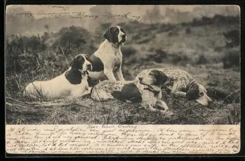 AK Vier Jadhunde auf einer sommerlichen Wiese