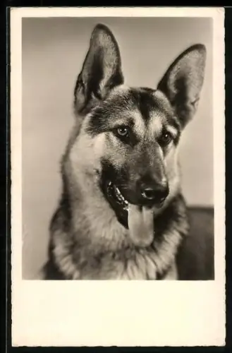 AK Hechelnder Schäferhund mit treuem Blick