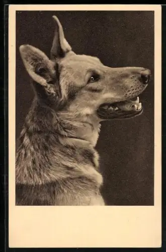 AK Seitenportrait eines Schäferhundes - Karte vom Wiener Tierschutzverein