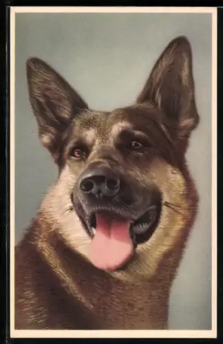 AK Hechelnder Schäferhund mit treuem Blick