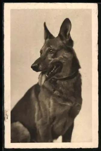 AK Sitzender Deutscher Schäferhund
