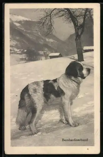 AK Bernhardiner steht im Schnee