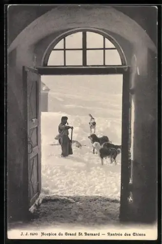 AK Grand St. Bernard, Hospice, Rentrée des Chiens, Bernhardiner im Schnee