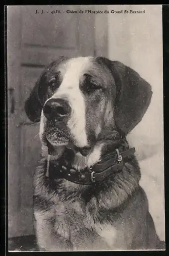 AK Chien de l`Hospice du Grand St. Bernard