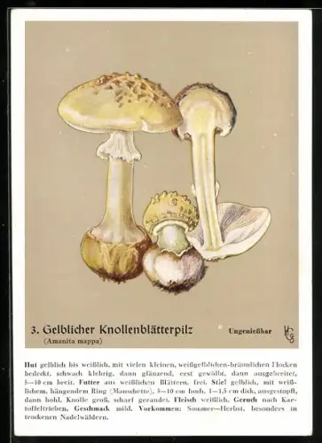 Künstler-AK Gelblicher Knollenblätterpilz mit Steckbrief
