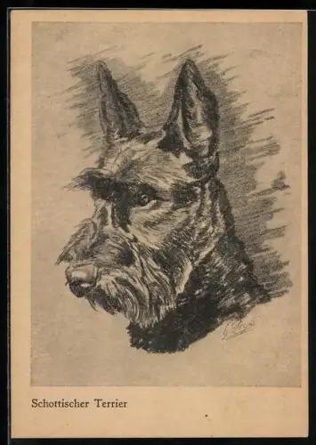 Künstler-AK Schottischer Terrier mit wachem Blick