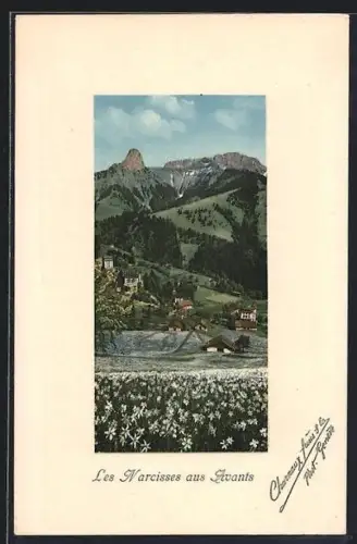 AK Les Avants, Narzissenfeld im Ort