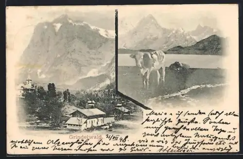 AK Grindelwald, Ortspartie, Kuh am Ufer