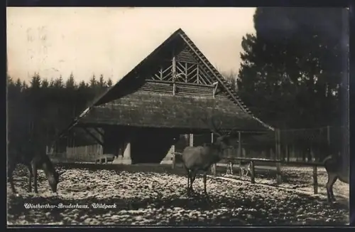AK Wintherthur-Bruderhaus, Hirsch und Rehe im Wildpark