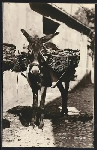 AK Lugano, Motivo dal mercato