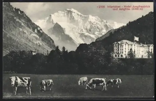 AK Interlaken, Hotel Jungfraublick, Jungfrau und Kühe