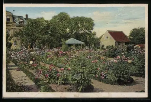 AK Rolika, Rosengarten von Albin Kratsch