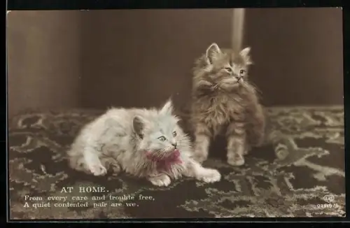 AK Zwei junge Katzen auf einem Teppich