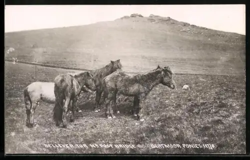 AK Dartmoor Ponies auf der Weide