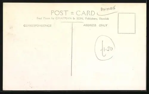 AK Dartmoor Ponies auf der Weide