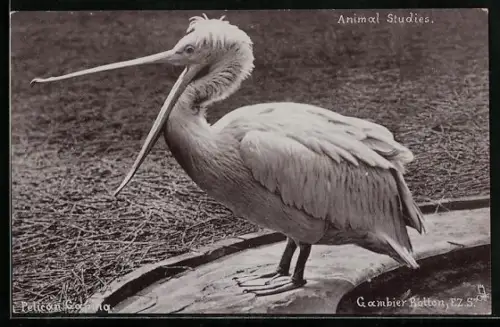 AK Pelican mit geöffnetem Schnabel