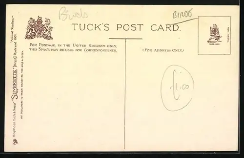 AK Pelican mit geöffnetem Schnabel