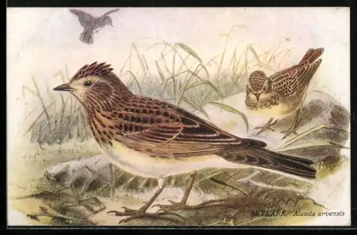 Künstler-AK Skylark, Alauda arvensis, Vögel