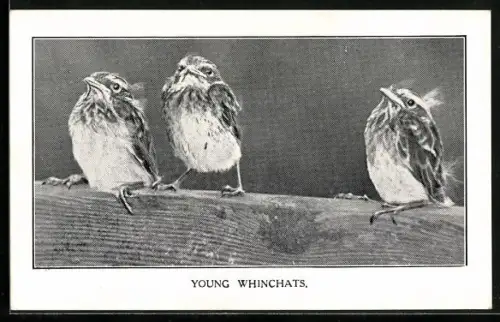 AK Young Whinchats
