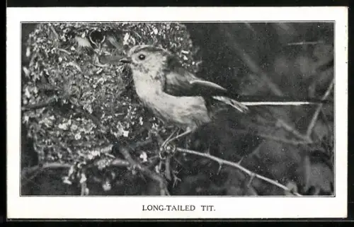 AK Long-Tailed Tit