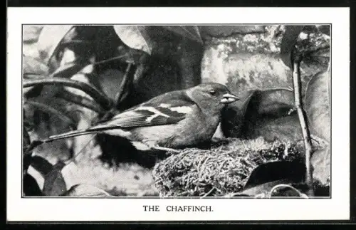 AK The Chaffinch