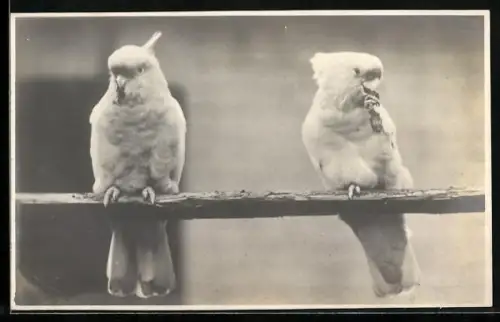 AK Zwei Kakadus auf einer Stange