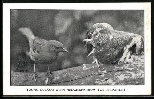 AK Young Cuckoo with Hedge-Sparrow, Foster Parent