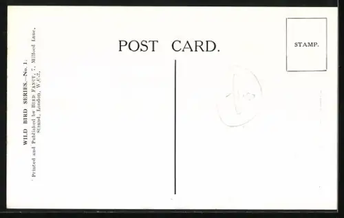 AK Young Cuckoo with Hedge-Sparrow, Foster Parent