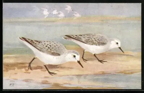 AK Sanderlings on the beach