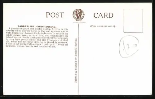 AK Sanderlings on the beach