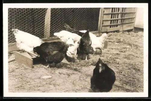 Foto-AK Hühner in einem Freigehege