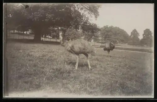 AK Zwei Straussen auf einer Rasenfläche