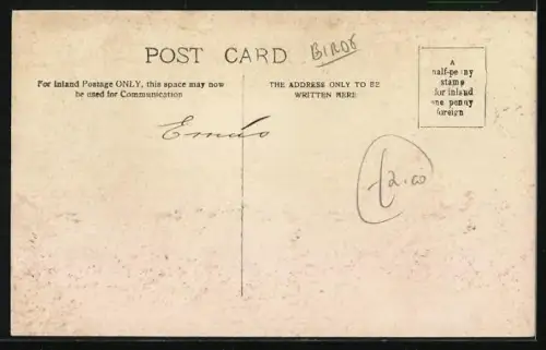 AK Zwei Straussen auf einer Rasenfläche