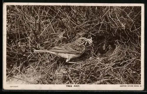 AK Baumpiper bringt Jungen im Nest Würmer